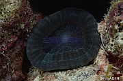 Mussa angulosa-Bonaire Buddy Reef-20m-20180218nuit-Denis-ADER-DSC_6397_tn